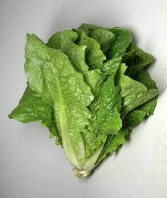 Lechuga Romana